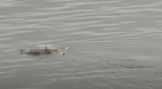 Viral buaya antar jasad balita di sungai Mahakam yang hilang dua hari, begini cerita lengkapnya