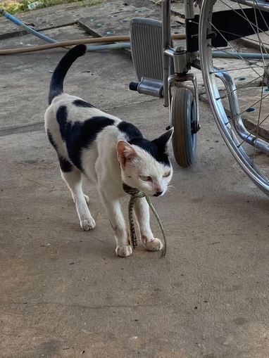 Kucing dililit ular TikTok