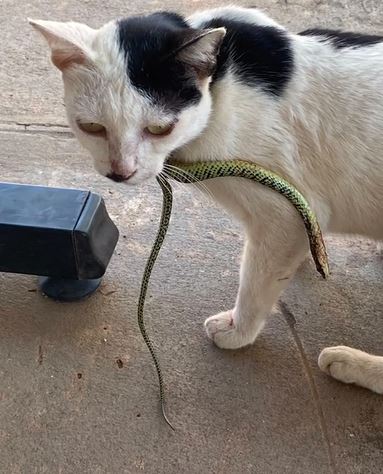 Momen kucing selamat dari lilitan ular di lehernya, datangi rumah sakit sendirian