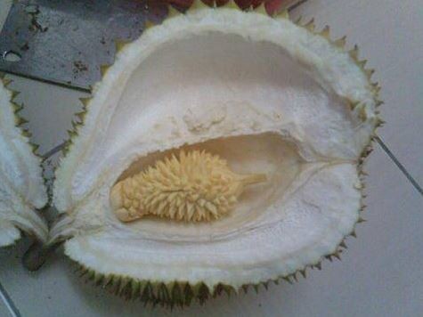 beli durian pas dibuka malah bikin kesal © berbagai sumber