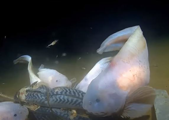 Apakah ada kehidupan di Palung Mariana? Berbagai sumber Apakah ada kehidupan di Palung Mariana? Berbagai sumber