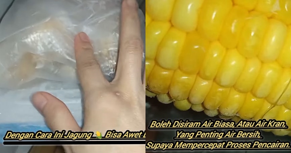 Cara menyimpan jagung utuh agar tetap segar dan tak keriput hingga 1 bulan