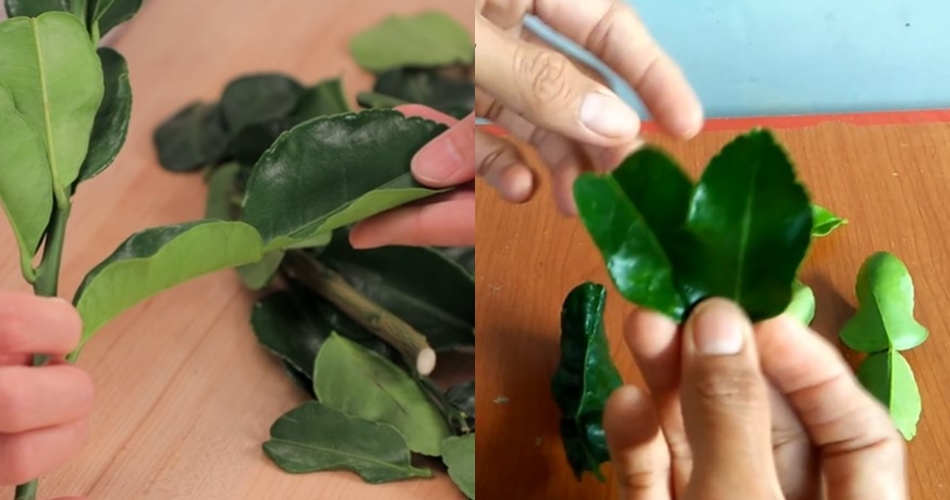 Nggak banyak yang tahu, bentuk daun jeruk ini bikin masakan jadi pahit