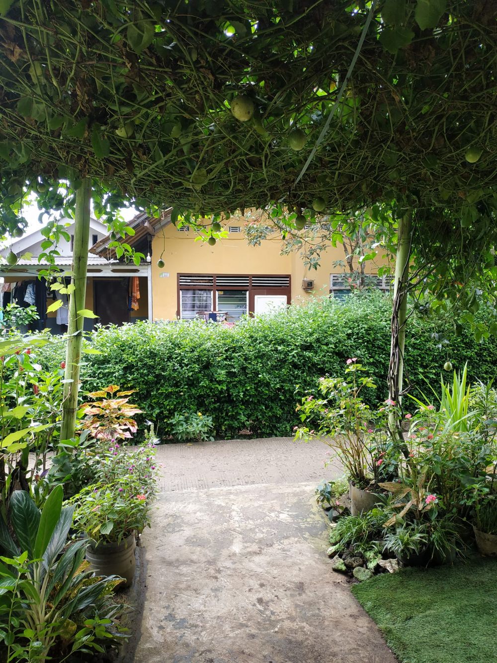 rumah penuh tanaman hias © Facebook rumah penuh tanaman hias © Facebook