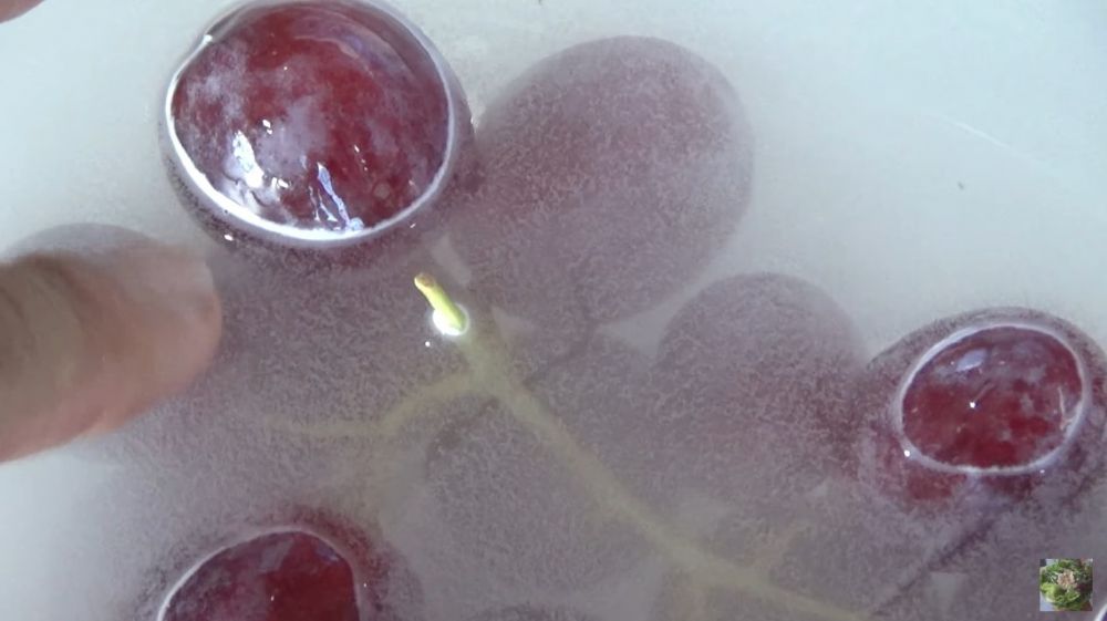 Trik aman membersihkan anggur dari pestisida dan pengawet, cukup pakai satu bahan dapur