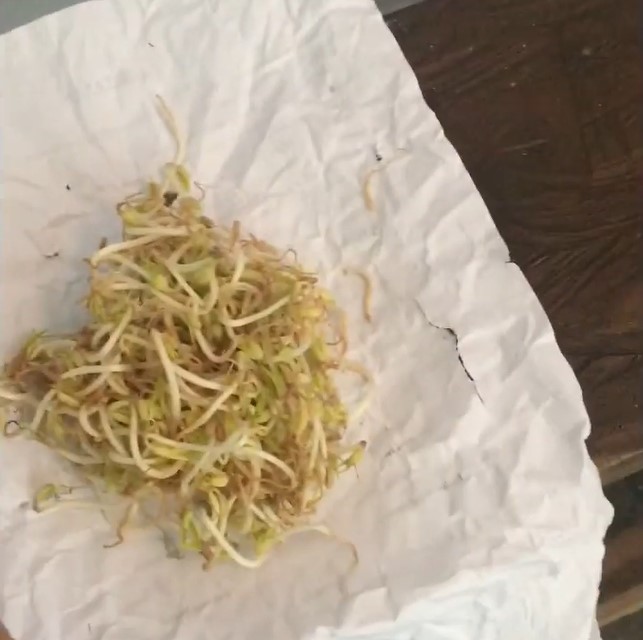 Trik menyimpan tauge tanpa kulkas, tak berlendir dan busuk lebih dari tiga hari