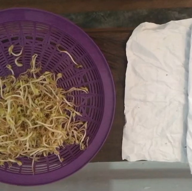 Trik menyimpan tauge tanpa kulkas, tak berlendir dan busuk lebih dari tiga hari