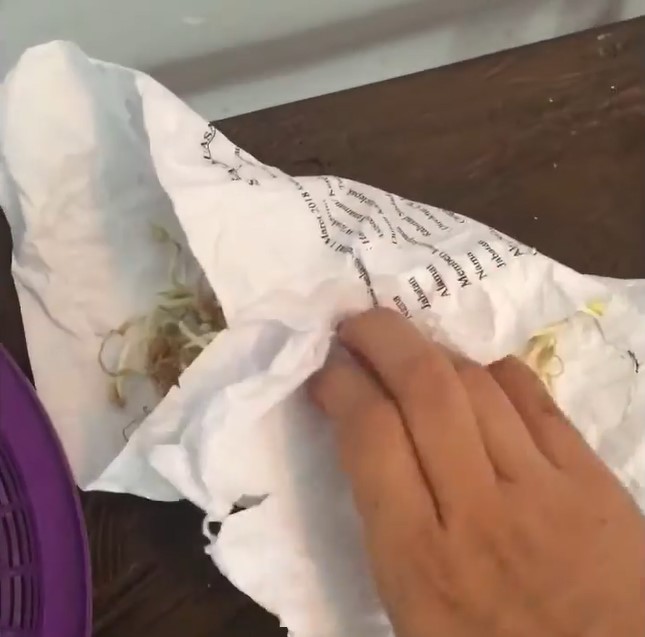 Trik menyimpan tauge tanpa kulkas, tak berlendir dan busuk lebih dari tiga hari