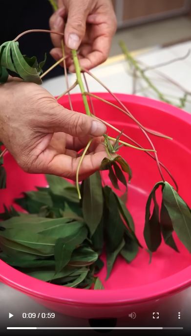 Pakai 3 bahan dapur, ini cara merebus daun singkong ala restoran Padang agar empuk dan tetap hijau