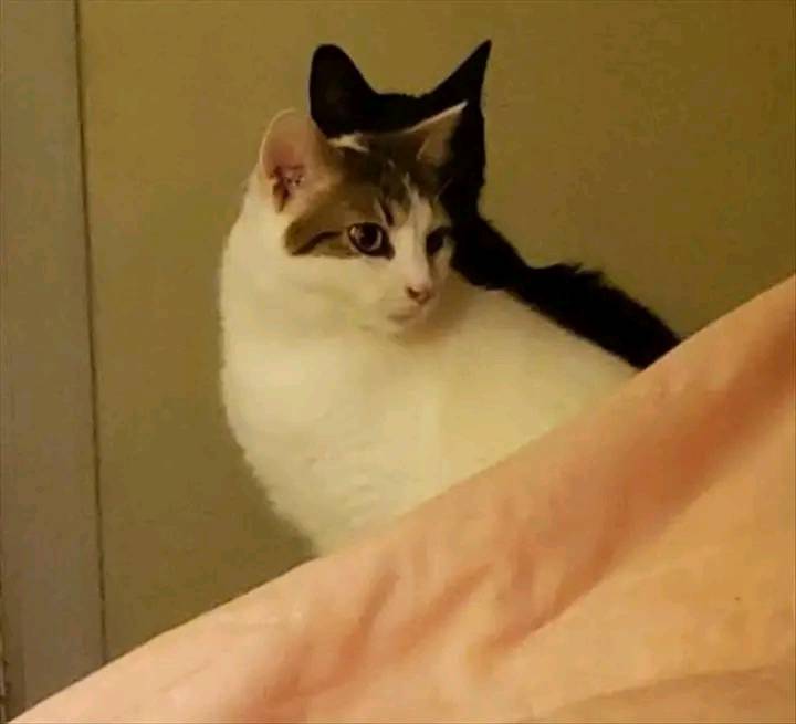 potret nyeleneh bikin mata terkecoh © Facebook