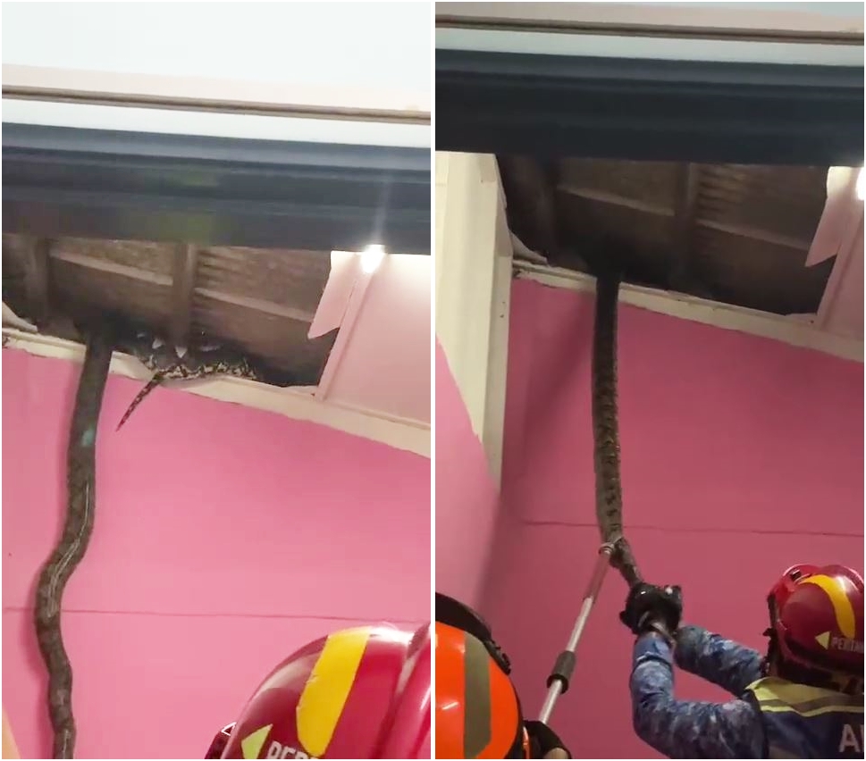 evakuasi ular piton atas plafon © TikTok evakuasi ular piton atas plafon © TikTok