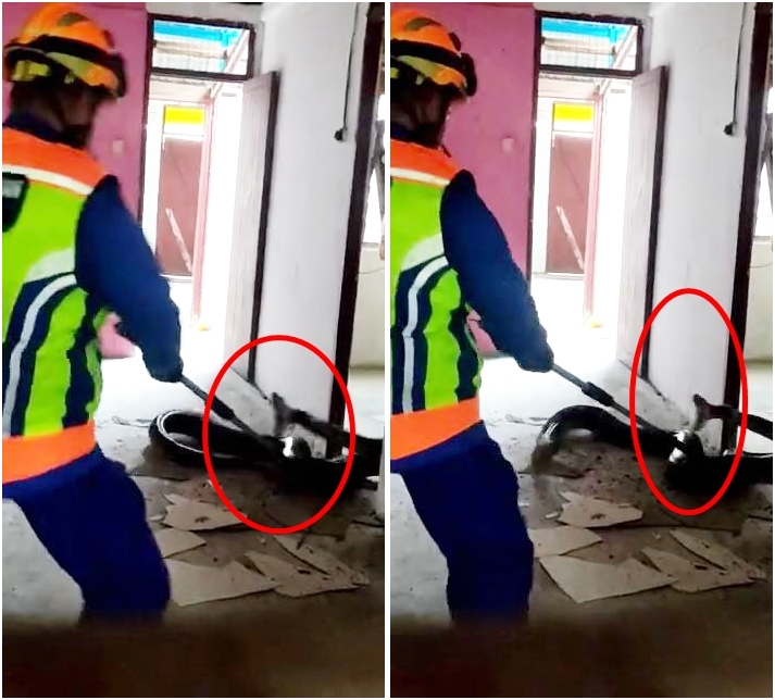 evakuasi ular piton atas plafon © TikTok evakuasi ular piton atas plafon © TikTok