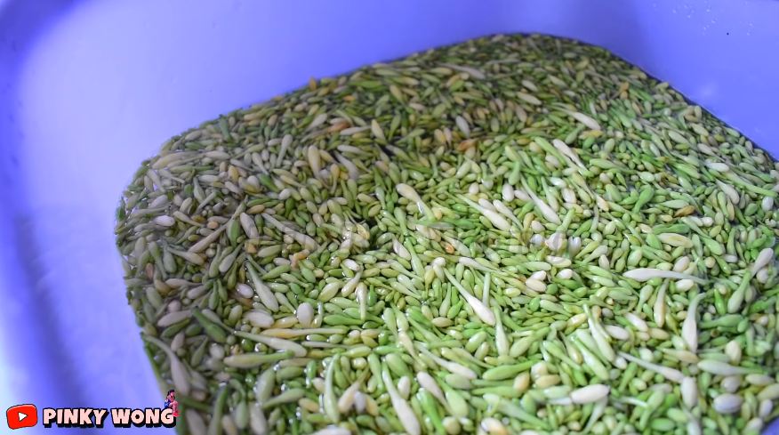 Pakai 2 bahan makanan, ini trik menghilangkan rasa pahit pada bunga pepaya