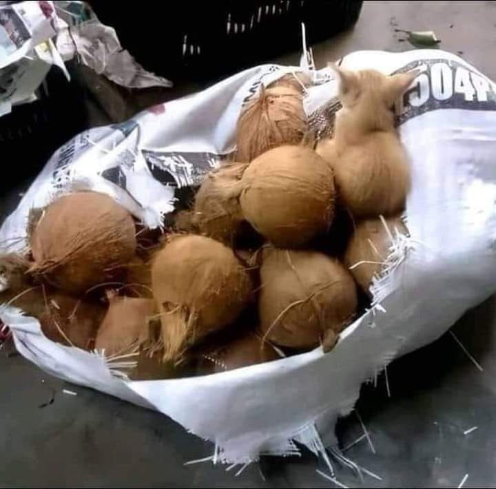 potret absurd ada yang janggal © berbagai sumber