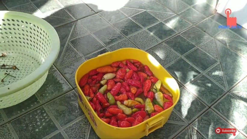 Jangan hanya pakai air, begini cara mencuci cabai agar sisa pestisida lenyap