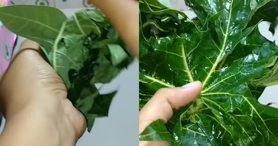 Cara marinasi daging pakai daun pepaya, auto empuk dalam 30 menit