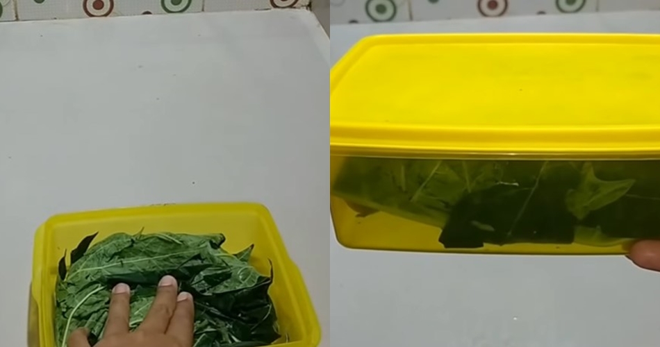 Cara marinasi daging pakai daun pepaya, auto empuk dalam 30 menit