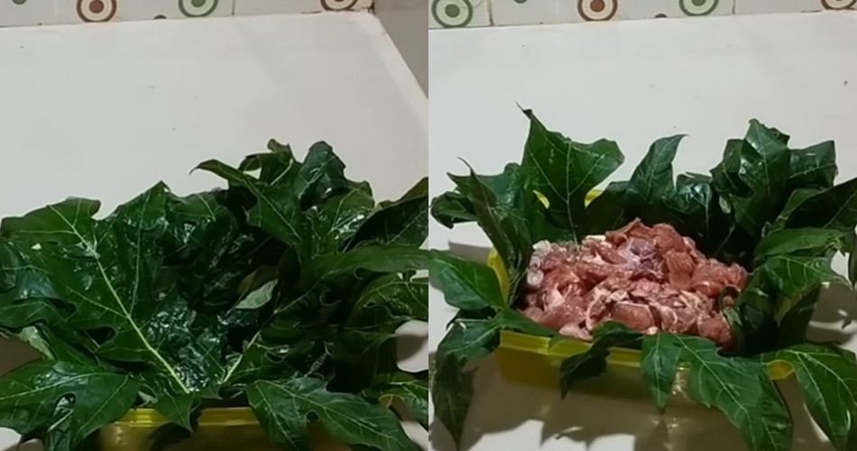 Cara marinasi daging pakai daun pepaya, auto empuk dalam 30 menit