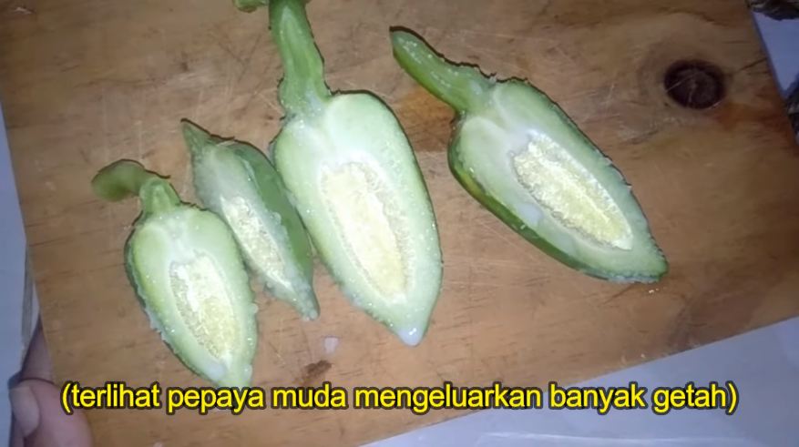 Hanya pakai pepaya muda, ini cara mengolah ayam kampung agar menjadi lezat dan empuk