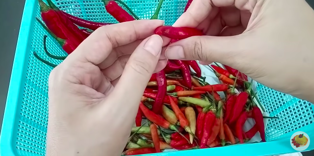 Trik menyimpan cabai di kulkas biar awet dan nggak busuk hingga berbulan-bulan
