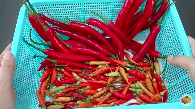 Trik menyimpan cabai di kulkas biar awet dan nggak busuk hingga berbulan-bulan