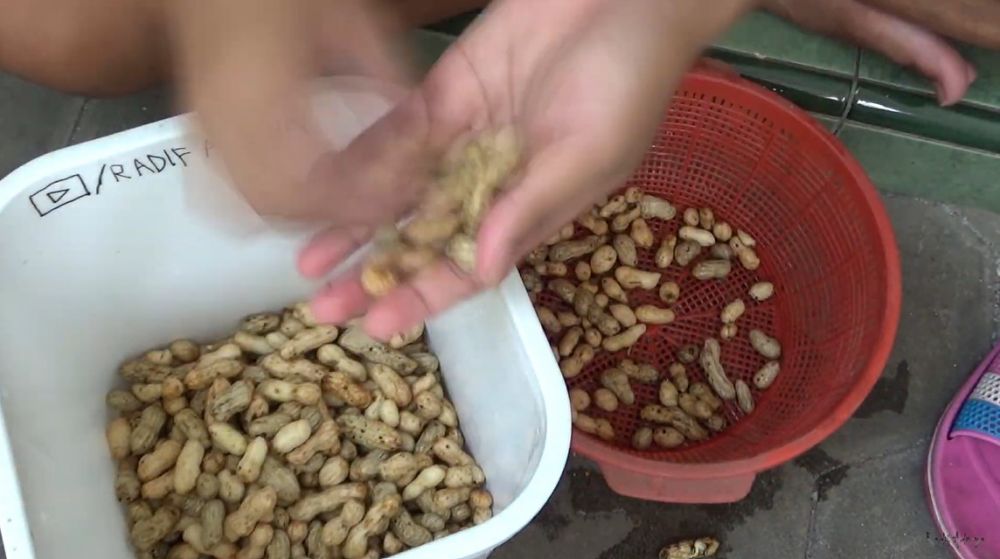 Trik membersihkan tanah pada kulit kacang, lebih cepat dan bersih