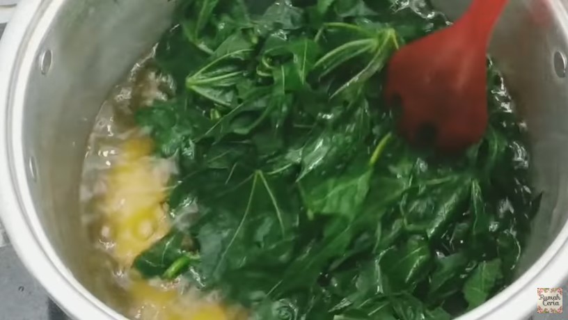 Trik mengolah daun pepaya jepang agar tak beracun dan aman dikonsumsi