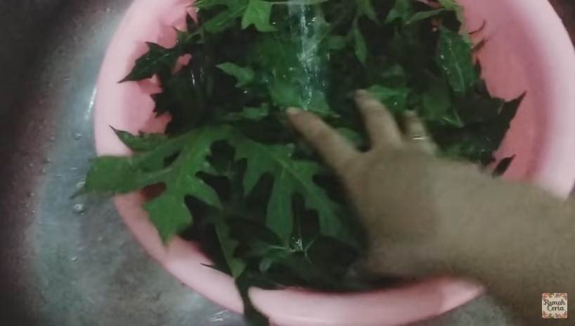 Trik mengolah daun pepaya jepang agar tak beracun dan aman dikonsumsi
