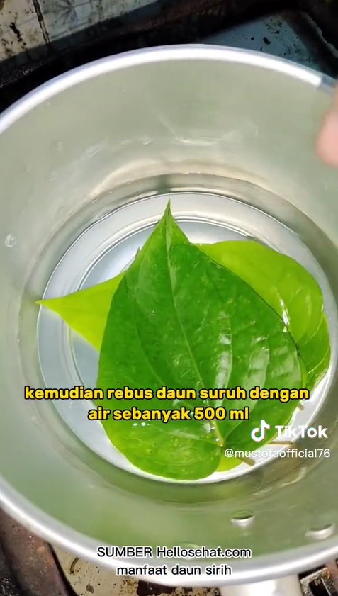 Cara mudah merebus daun sirih untuk bantu turunkan kolesterol