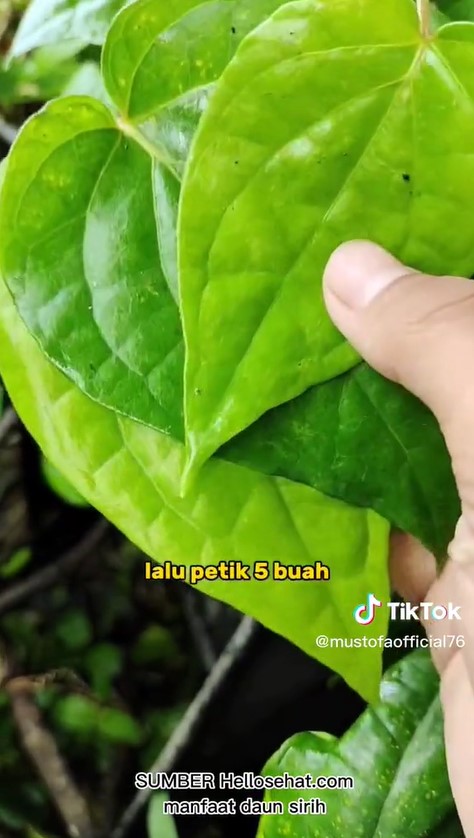 Cara mudah merebus daun sirih untuk bantu turunkan kolesterol