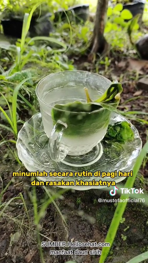 Cara mudah merebus daun sirih untuk bantu turunkan kolesterol