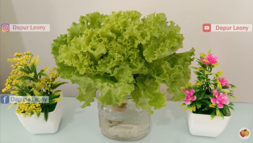 Simpel tanpa kulkas, ini cara menyimpan selada agar awet sampai berminggu-minggu