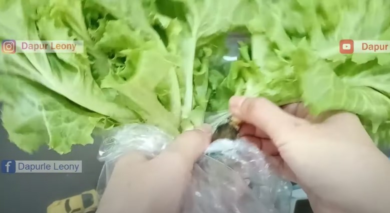 Simpel tanpa kulkas, ini cara menyimpan selada agar awet sampai berminggu-minggu