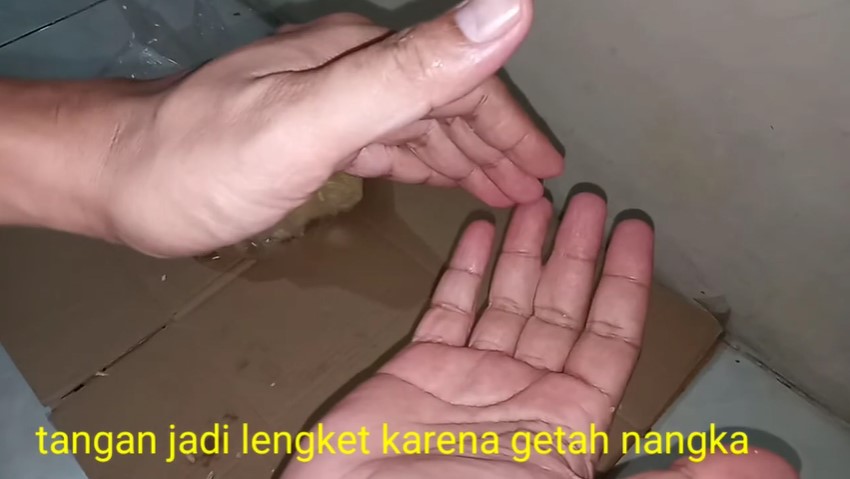 Bukan pakai sabun, ini trik atasi getah buah nangka yang lengket di tangan agar mudah hilang