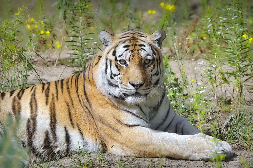 Arti mimpi melihat harimau © 2023 brilio.net