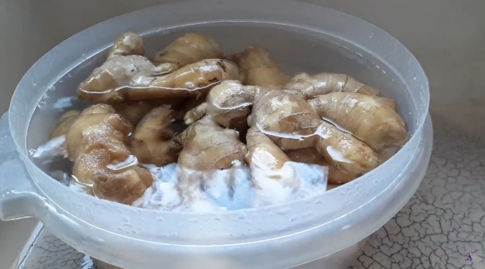 Cara menyimpan jahe utuh ini bikin tak mudah kering dan busuk sampai empat bulan