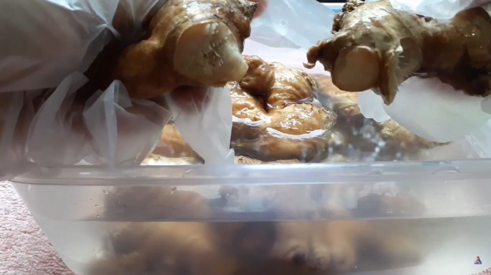 Cara menyimpan jahe utuh ini bikin tak mudah kering dan busuk sampai empat bulan