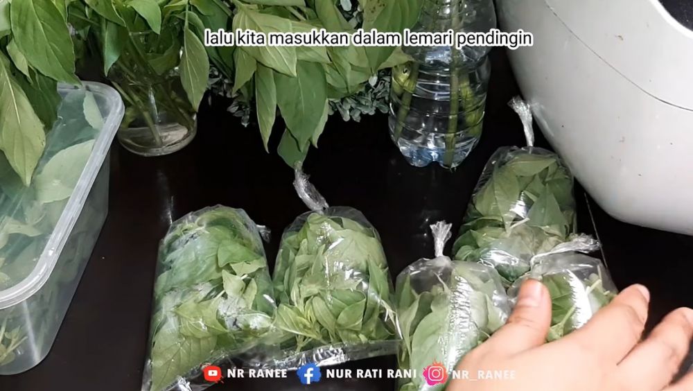 Cara menyimpan kemangi supaya tetap segar dan hijau sampai dua minggu
