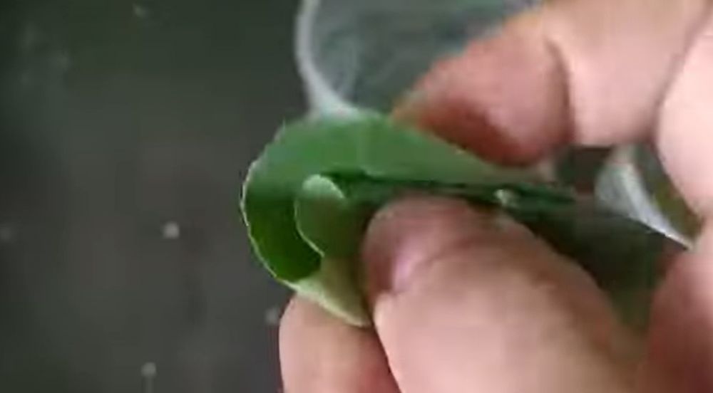 Cuma pakai bahan dapur, begini trik mengusir kutu pada kacang hijau