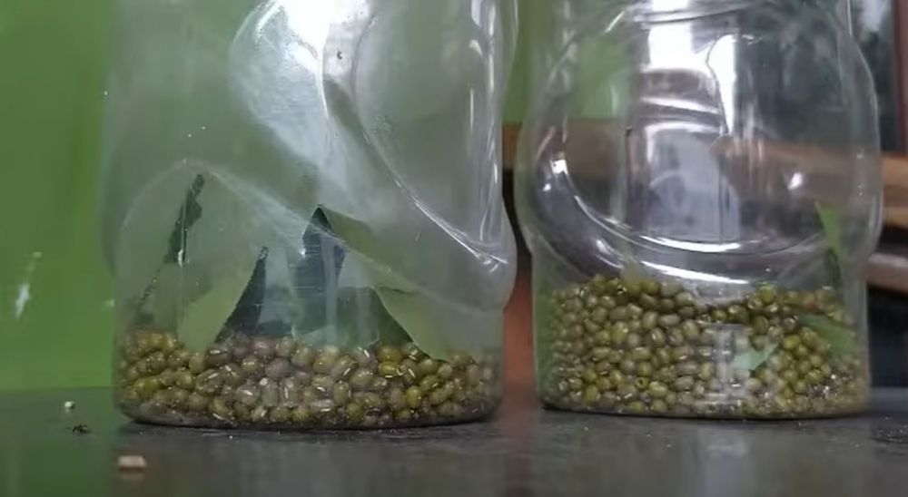 Cuma pakai bahan dapur, begini trik mengusir kutu pada kacang hijau