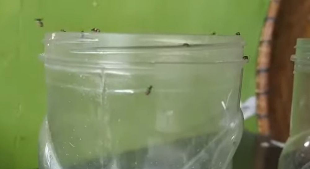 Cuma pakai bahan dapur, begini trik mengusir kutu pada kacang hijau