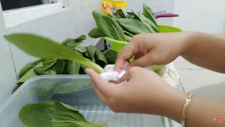 Tanpa direndam air, ini cara menyimpan pakcoy agar awet berminggu-minggu