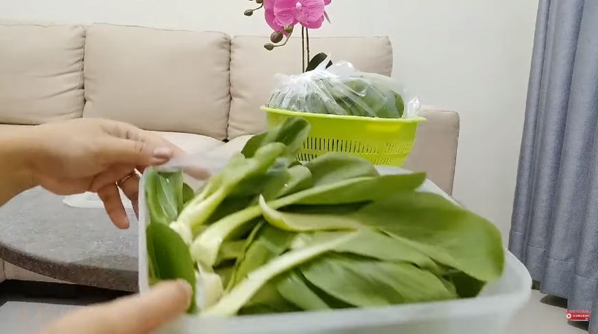 Tanpa direndam air, ini cara menyimpan pakcoy agar awet berminggu-minggu