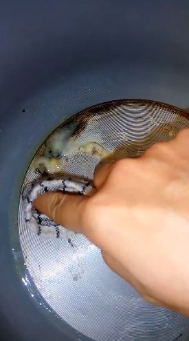 Tanpa pasta gigi dan sitrun, ini cara bersihkan kerak gosong di dasar rice cooker pakai 2 bahan dapur