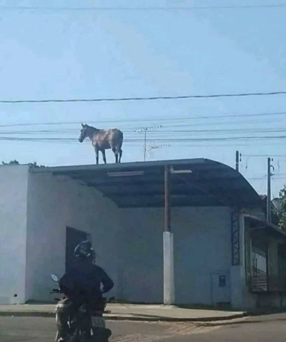 potret hewan di tempat umum ini bikin kening berkerut © Instagram potret hewan di tempat umum ini bikin kening berkerut © Instagram