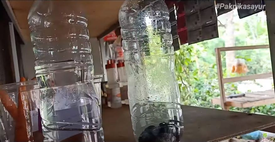 Pakai satu bahan dapur, ini cara mudah mengembalikan seledri layu jadi segar kembali