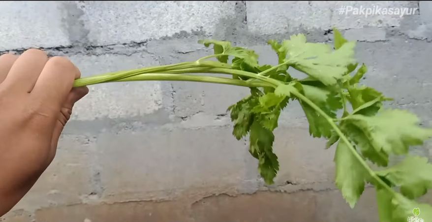 Pakai satu bahan dapur, ini cara mudah mengembalikan seledri layu jadi segar kembali