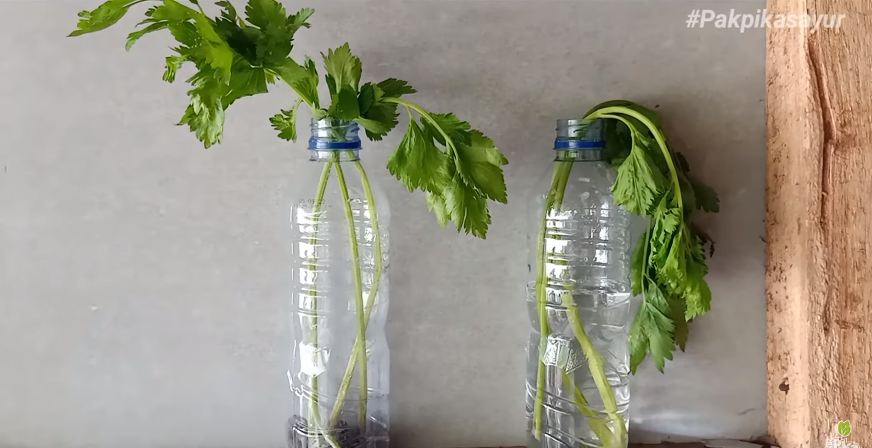 Pakai satu bahan dapur, ini cara mudah mengembalikan seledri layu jadi segar kembali