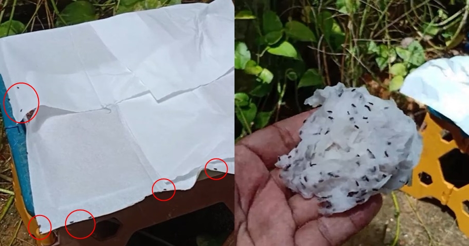 Cuma pakai satu alat, begini cara sederhana usir kutu dari tumpukan beras