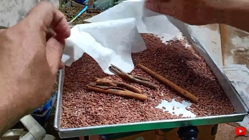 Cuma pakai satu alat, begini cara sederhana usir kutu dari tumpukan beras